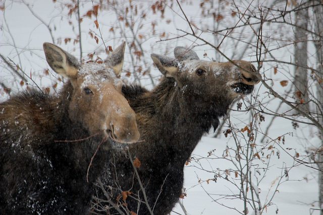 Two moose eating from trees in the winter in the community forest of Chetwynd, B.C.