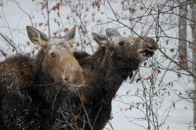 Two moose eating from trees in the winter in the community forest of Chetwynd, B.C.