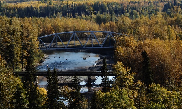 View of bridge and rail crossing in autumn colours at Pine River near Chetwynd, B.C.