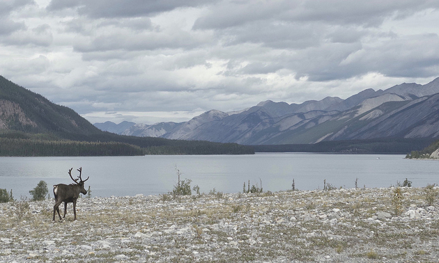 A caribou standing beside a lake with snowy mountains all around.