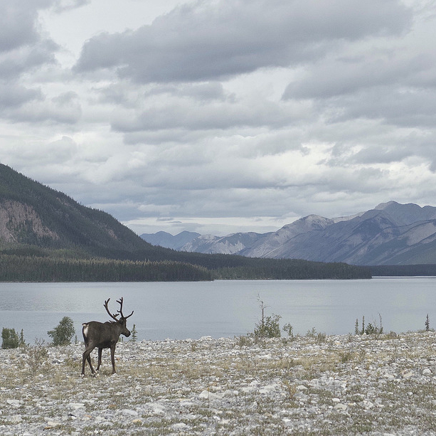 A caribou standing beside a lake with snowy mountains all around.