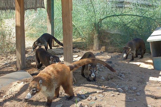 The coatimundis are very active and love to have fun.