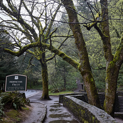 The temperate rain forest climate makes for a very green and wet environment. 