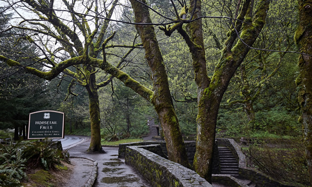 The temperate rain forest climate makes for a very green and wet environment. 