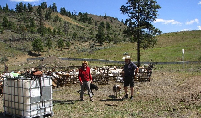 Conrad and Donna Lindblom with their goats.