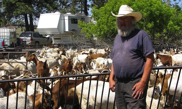 Goats are used by some municipalities for natural weed control.