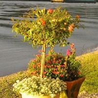 2 containers filled with plants, 1 has a small tree, and the other container has flowers. 