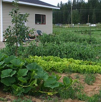 A photo showing some of the produce growing at Corner Veggies in Jaffray, B.C.