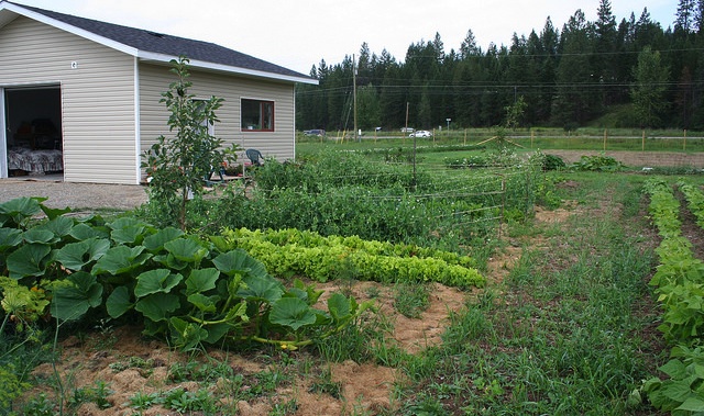 A photo showing some of the produce growing at Corner Veggies in Jaffray, B.C.