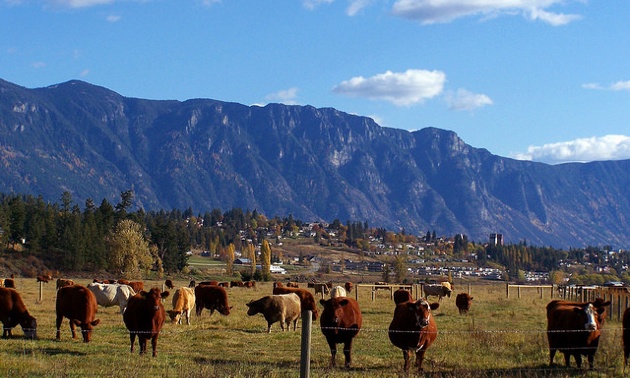 The Skimmerhorn Mountain range towering over a farm near Creston, B.C.