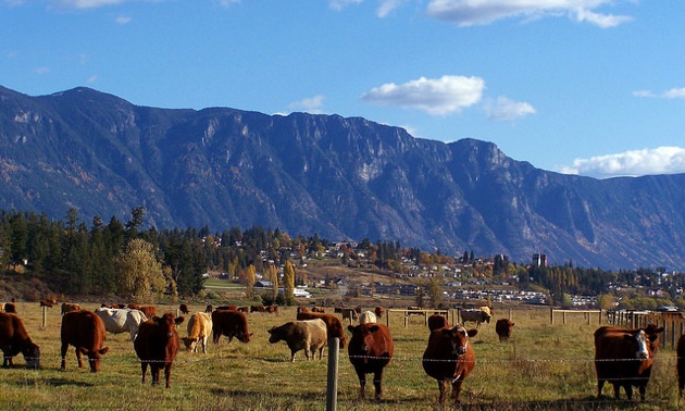 The Skimmerhorn Mountain range towering over a farm near Creston, B.C.