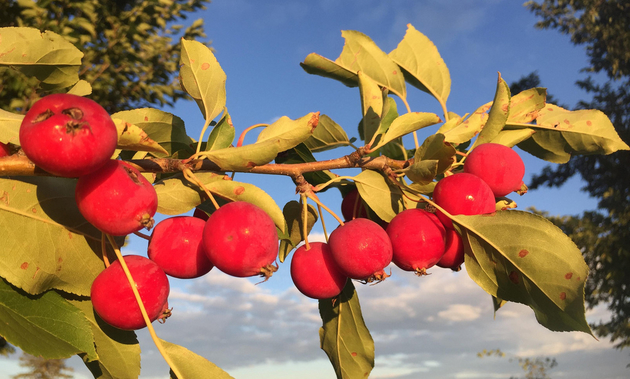 Ripe crab apples in the city of St. Albert.