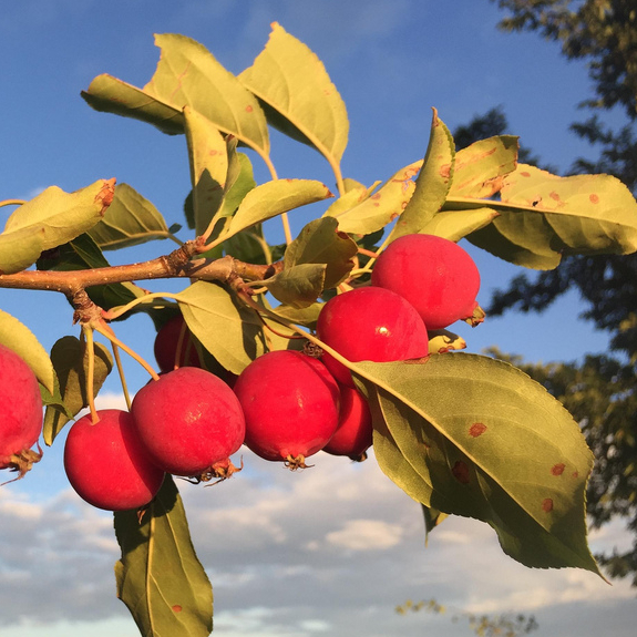 Ripe crab apples in the city of St. Albert.