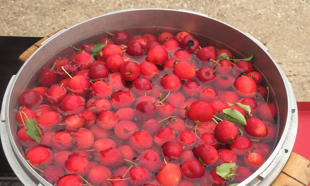 Crab Apples Washed and Ready to Cook