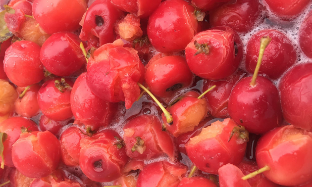 Cooked Fruit Ready to Drain the Juice
