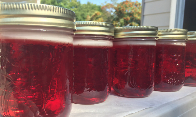 A Row of Jelly Topped With Paraffin
