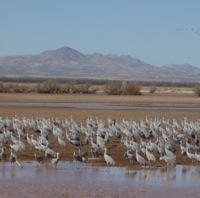 1000's of sandhill cranes at the Whitewater Draw Wildlife Area. 