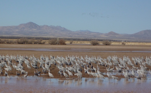 1000's of sandhill cranes at the Whitewater Draw Wildlife Area. 