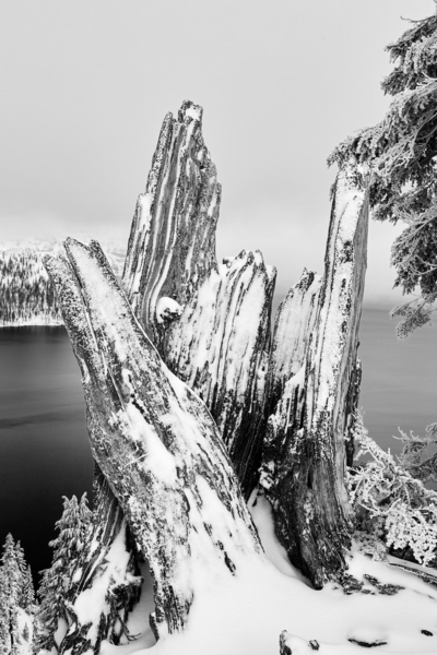 trees and driftwood covered in snow with the lake in the background