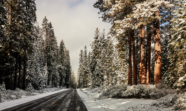 winter road with snowy trees on either side