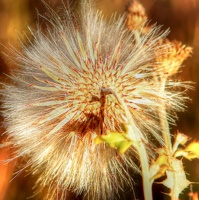 A dandelion that has gone to seed.