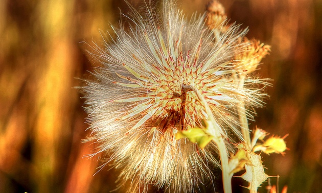 A dandelion that has gone to seed.