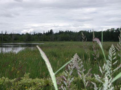 A marshy lake with surrounded by long grass and bushes. 