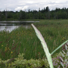 A marshy lake with surrounded by long grass and bushes. 