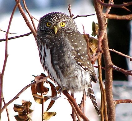 Owl on a tree branch