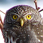 Owl on a tree branch