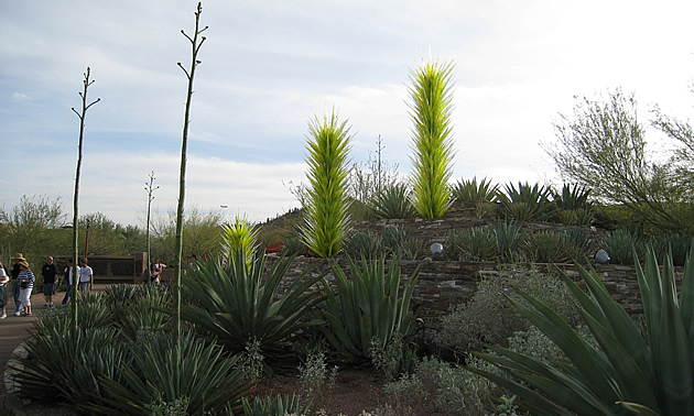 desert botanical gardens in Phoenix Arizona