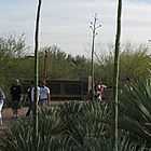 desert botanical gardens in Phoenix Arizona