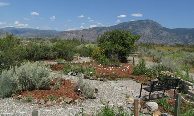 The native plants garden at the Osoyoos Desert Centre.