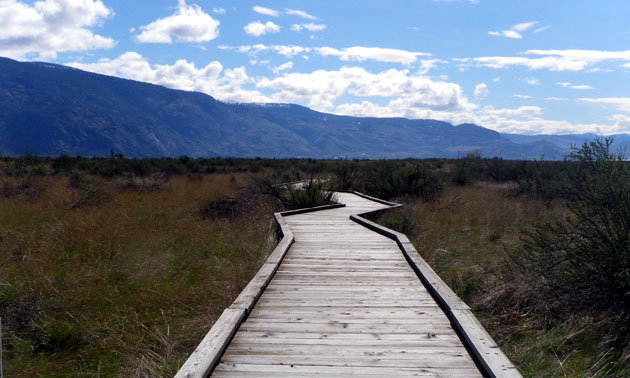 Visitors to the Osoyoos Desert Centre can explore the conservation area via elevated wooden boardwalks.