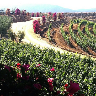 Rolling hills with rows and rows of grapevines of Valle de Guadalupe