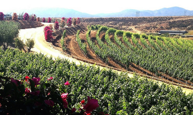 Rolling hills with rows and rows of grapevines of Valle de Guadalupe