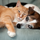 Taking pets camping in an RV unit