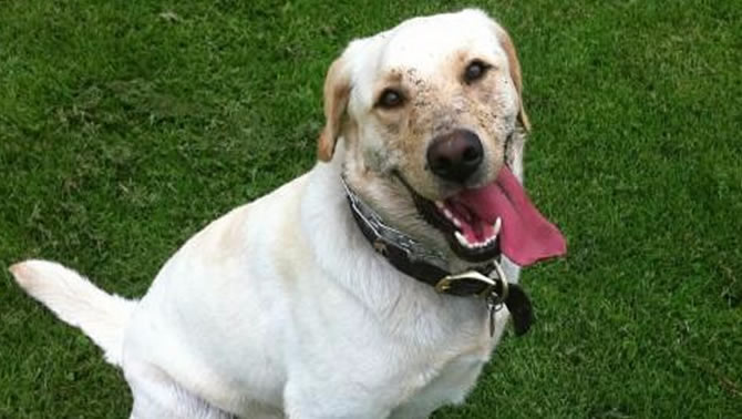 Picture of Labrador dog panting. 