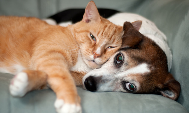 Taking pets camping in an RV unit