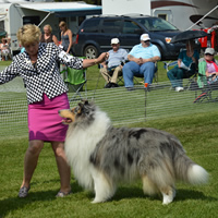 A lady in a pink skirt holding a collie dog. 