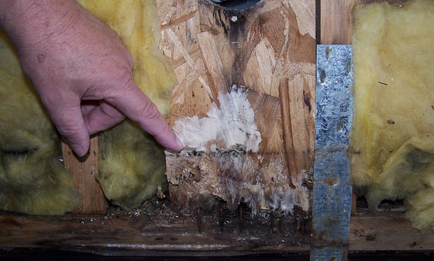 A finger pointing out dry rot caused by leak around furnace vent.