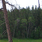 lake in a forest area