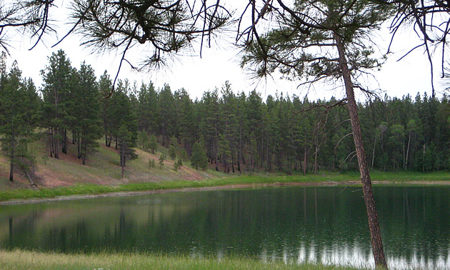 lake in a forest area