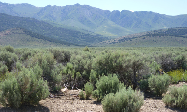 mountains and bushes in Eureka Nevada