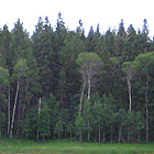 lake with trees around it and a bench at the side