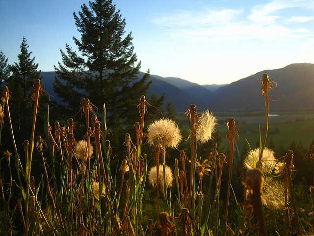 mountains, sunset, tree, dandelions