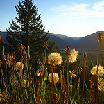 mountains, sunset, tree, dandelions