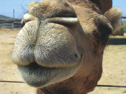 A close-up of a camel's face.