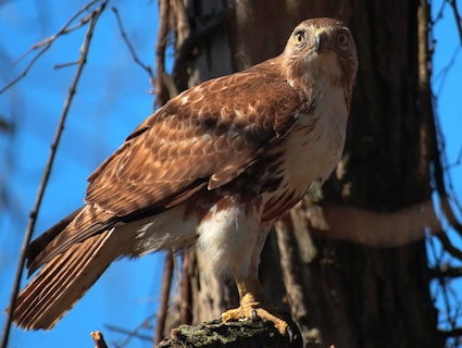 A red-tailed hawk