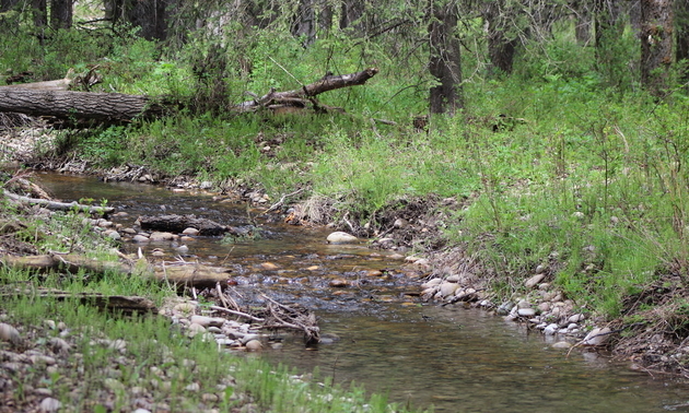 one of my favourite small creeks to fly fish in the Cypress Hills. Photo by Jeff Smith